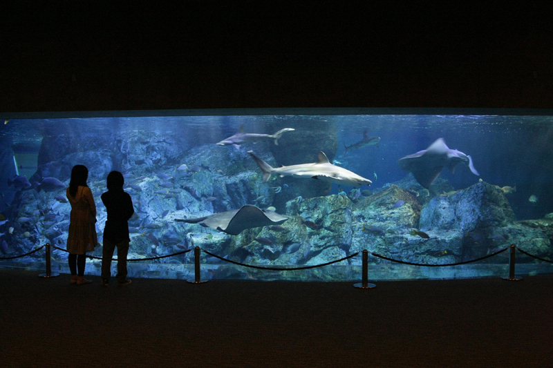 選べる!全国水族館ペアチケット景品パネル&引換券付き目録